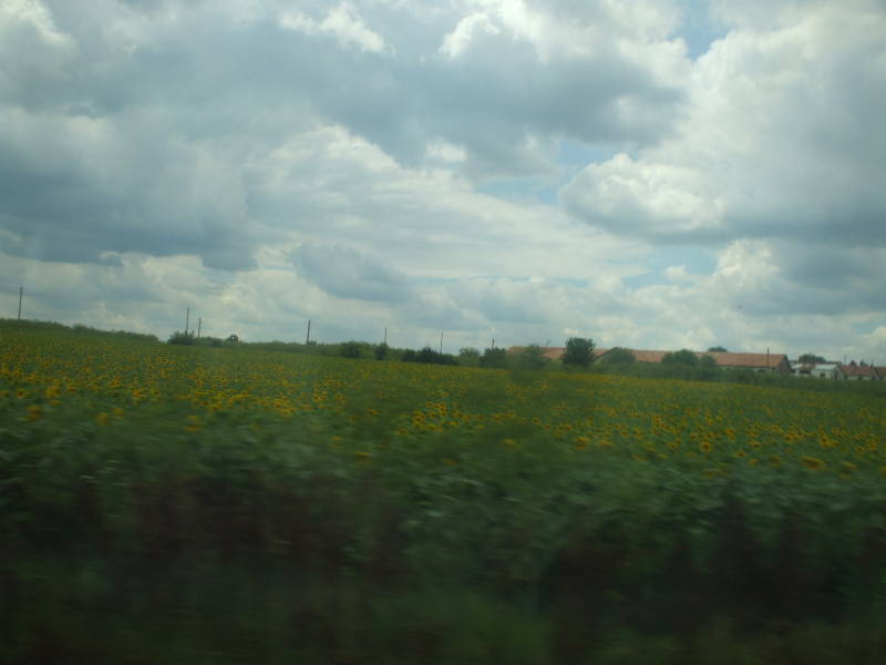 Bulgarian fields of sunflowers.