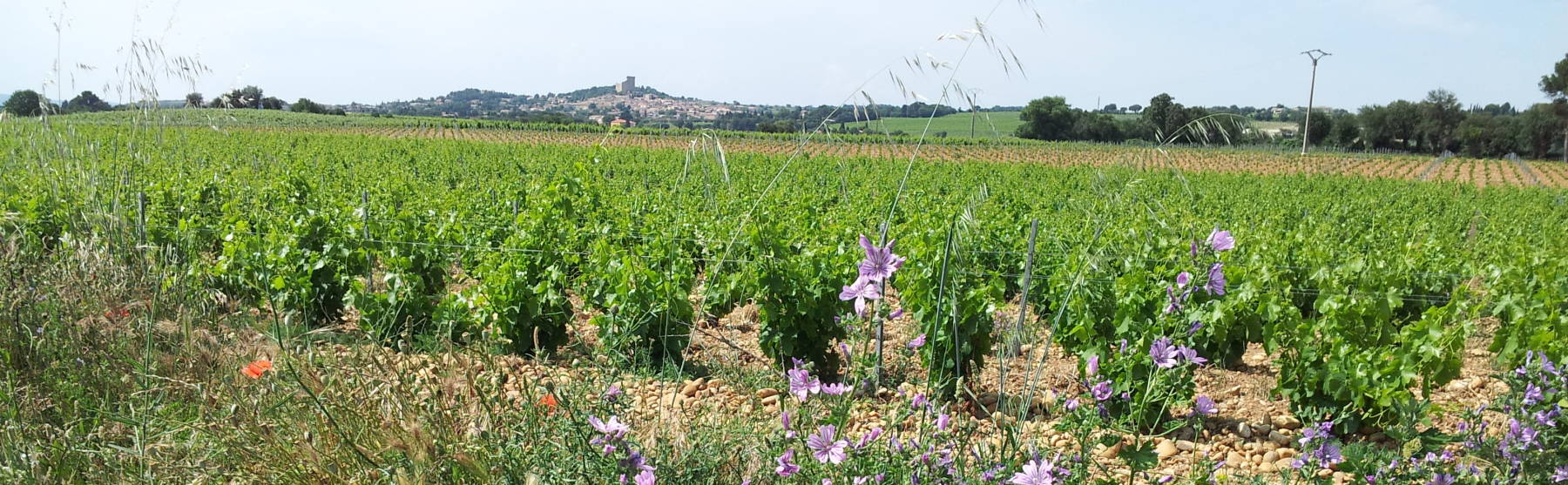 Vineyards at Châteauneuf-du-Pape