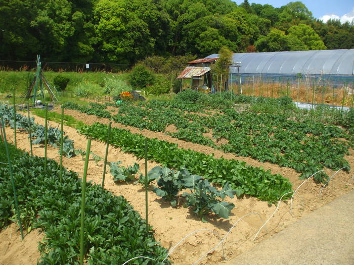 Small farms near Asuka, Japan