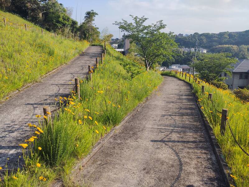 A path with switchbacks through yellow flowers climbs a steep slope near the Furumiya tomb.