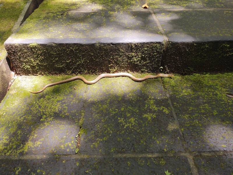 Snake on the path.