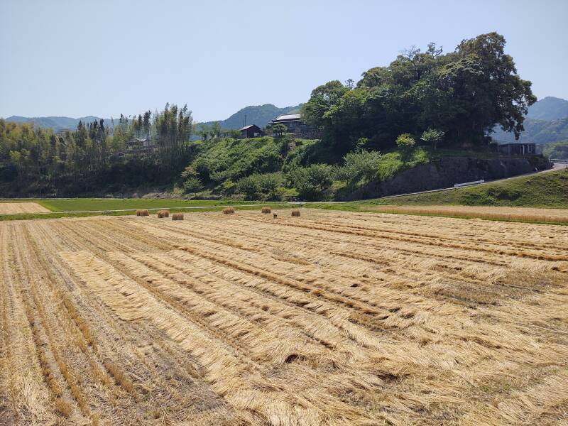 Rice field along the road, walking from Kami-Usuki Station to the Stone Buddhas.