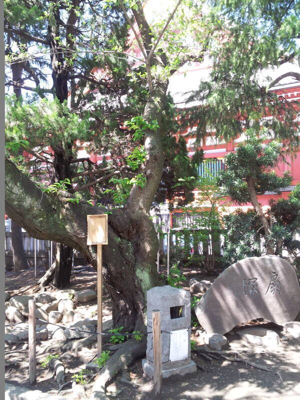 Tree damaged during World War II at the Asakusa Shrine next to the Sensō-ji Buddhist temple in Asakusa, Tōkyō.