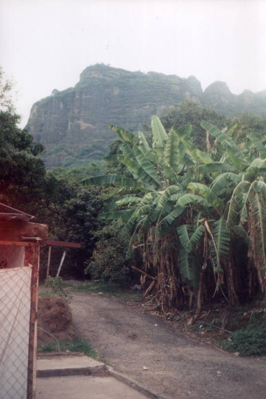 Tropical palms along a dirt lane, mountains above the Mexican town of Tepoztlán.