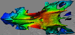 Fish skull, dorsal view, scanned by a laser range sensor.