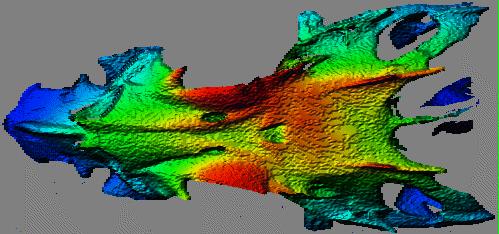 Rendered range map of Neomerinthe Hemingwayi skull.