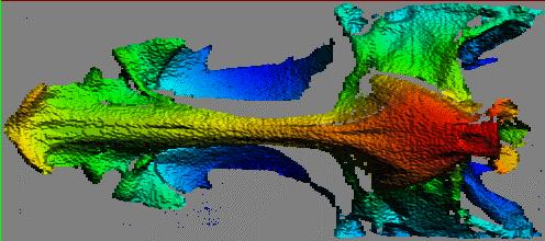 Rendered range map of Neomerinthe Hemingwayi skull.