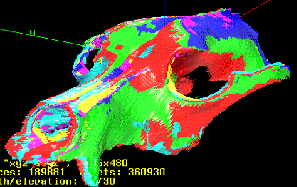 Raytraced image of dog skull produced on SGI.