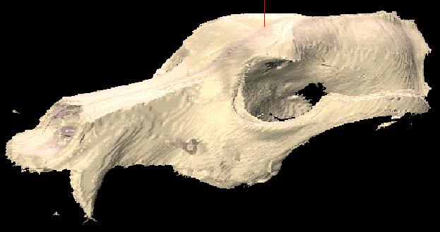 Raytraced image of a dog skull.