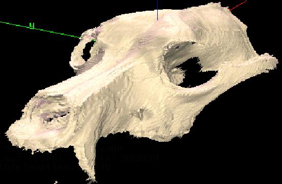 Raytraced image of dog skull produced on SGI.