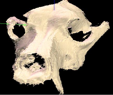 Raytraced image of a dog skull.