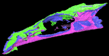 Raytraced image of Neomerinthe Hemingwayi skull produced with POVRay.