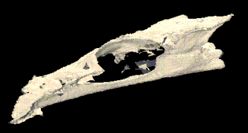 Raytraced image of Neomerinthe Hemingwayi skull produced with POVRay.