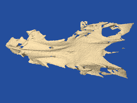 raytraced fish skull, neomerinthe hemingwayi