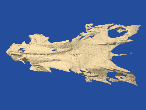 raytraced fish skull, neomerinthe hemingwayi