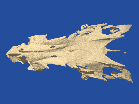 raytraced fish skull, neomerinthe hemingwayi