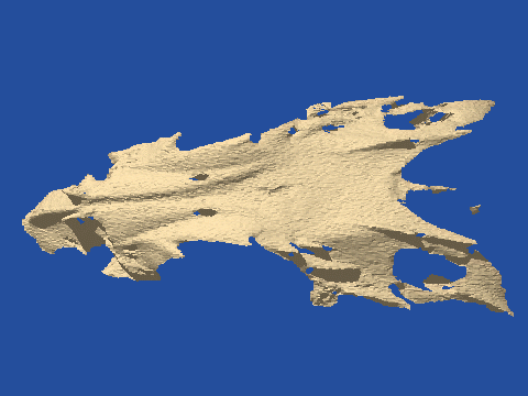 raytraced fish skull, neomerinthe hemingwayi