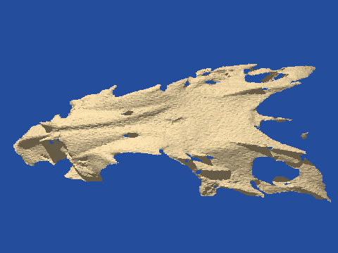 raytraced fish skull, neomerinthe hemingwayi