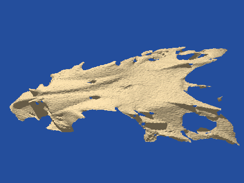 raytraced fish skull, neomerinthe hemingwayi