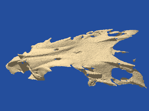 raytraced fish skull, neomerinthe hemingwayi