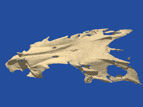 raytraced fish skull, neomerinthe hemingwayi