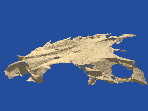 raytraced fish skull, neomerinthe hemingwayi