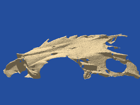raytraced fish skull, neomerinthe hemingwayi