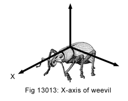 The X-axis of weevil