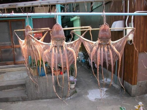 Cephalopods drying near R'lyeh.
