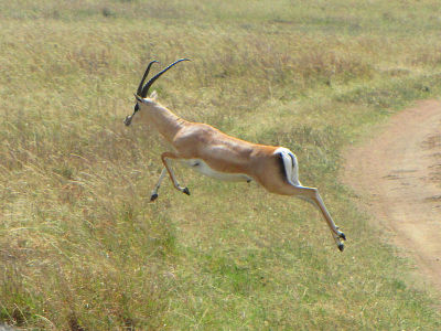 Running gazelle.