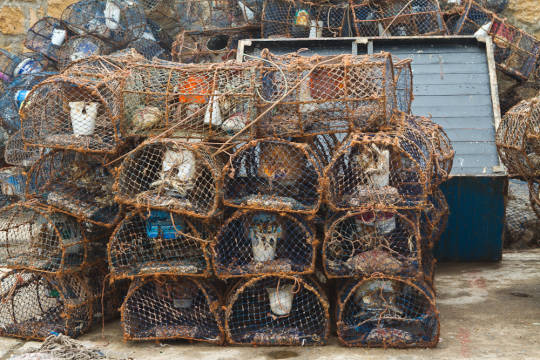 Squid traps on the pier at Tonga.