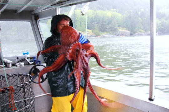 A man attacked by a savage red octopus.