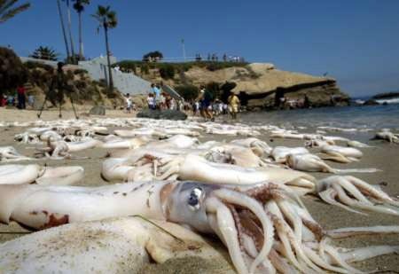 A beach covered with squid.