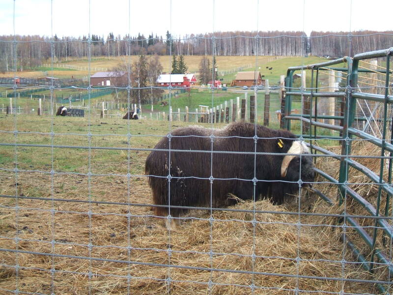 Musk Ox on the University of Fairbanks farm in Alaska.
