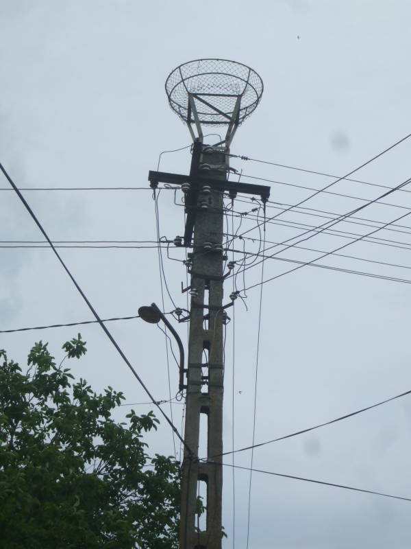 Stork nest on an electrical pole in northern Romania.