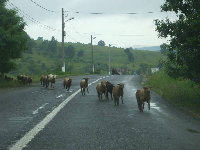 Sheep running across a road in Romania.