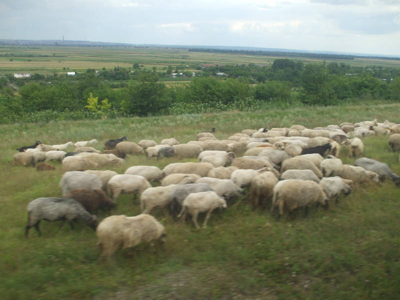 Herd of sheep in Romania.