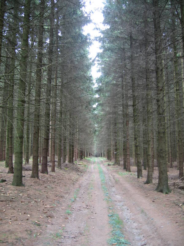 A dirt road through the Bois Jacques in the Ardennes Forest between Bastogne and Foy.