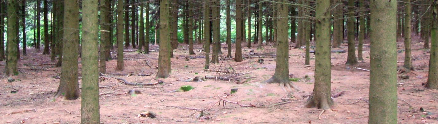 Ardennes Forest, Bois Jacques, near Foy, Belgium, site of the Battle of the Bulge.