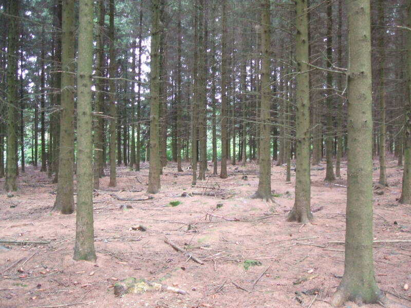Rows of pine trees in the Ardennes Forest.