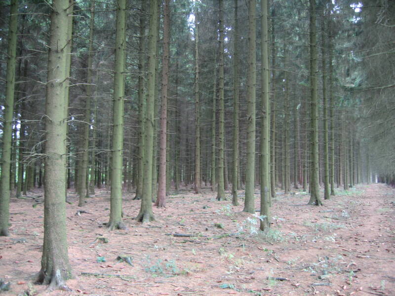 Straight rows of pine trees in the Ardennes Forest.