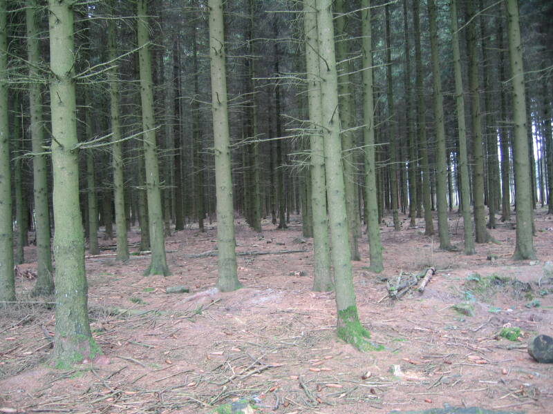 Foxholes and pine trees at the edge of Bois Jacques, site of the Battle of the Bulge in the Ardennes Forest.