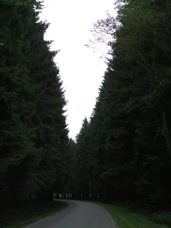 A highway through the Ardennes Forest between Bastogne and Foy.