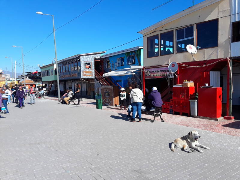 Dog at the waterfront in Coquimbo, Chile