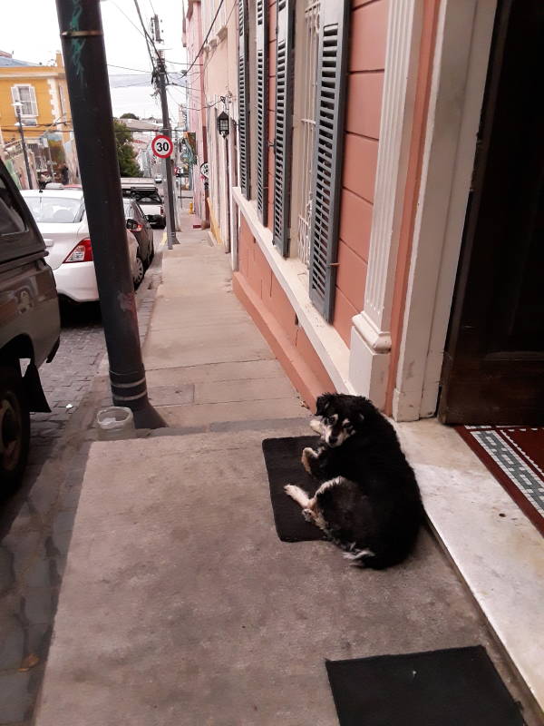 Dog along Calle Templeman in Valparaíso, Chile