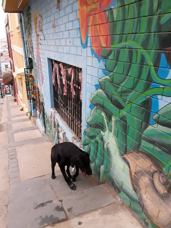 Dog along Calle Templeman in Valparaíso, Chile