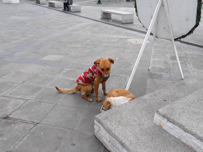 Dogs near the port in Valparaíso, Chile