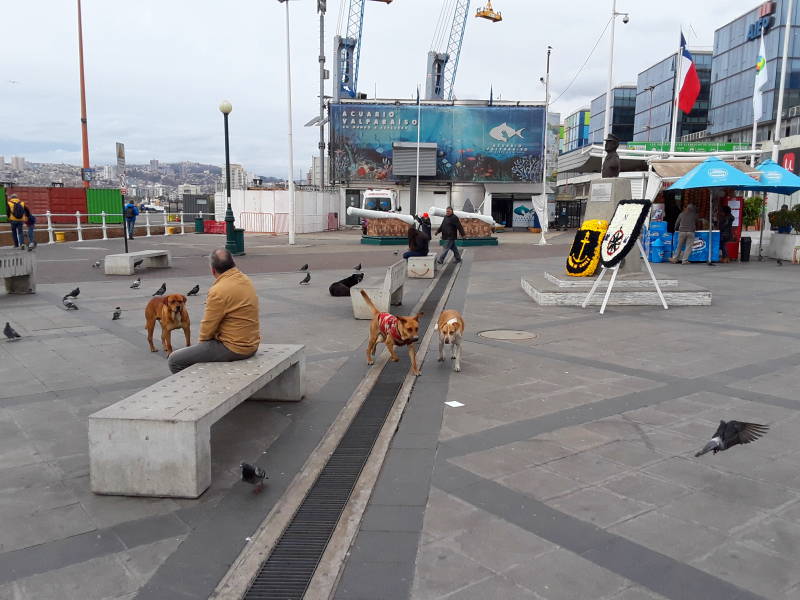 Dogs near the port in Valparaíso, Chile