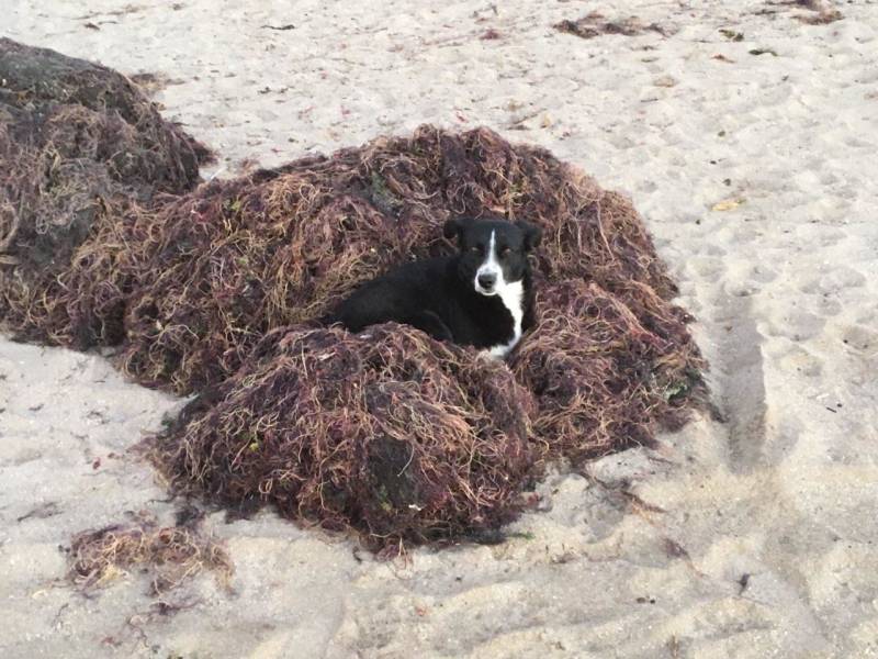 Dog on the beach in Coquimbo, Chile