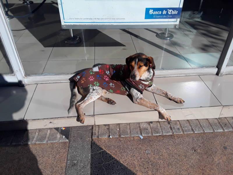 Dog along the street in Rancagua, Chile